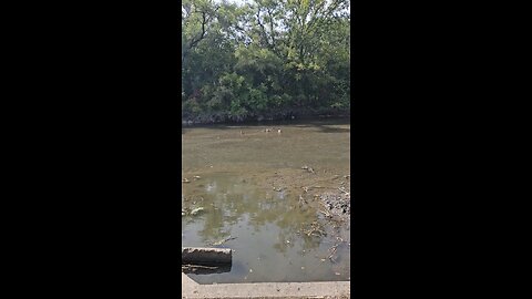 Wild Water Fowl on Salt Creek