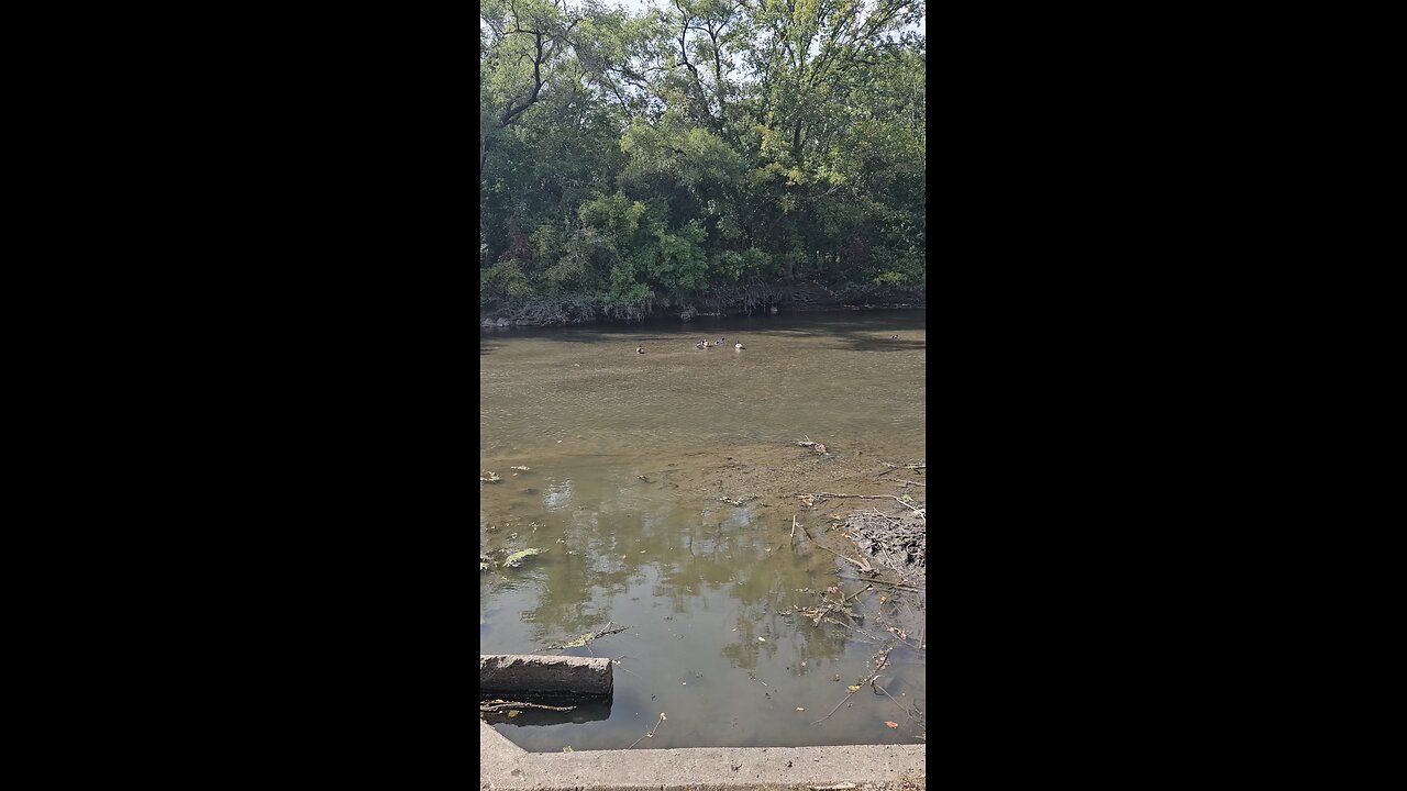Wild Water Fowl on Salt Creek