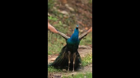Peacock: a dance of colors in the sky garden😍😍