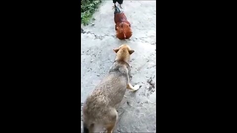 funny dog videos