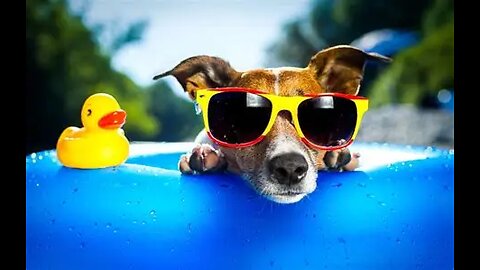 1 Hour Of Funniest Animals in the World Ever 🤣 Funny ANIMALS Video 2025 (1080p]