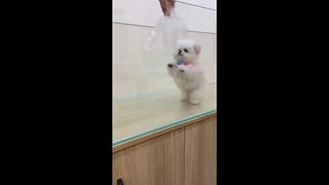 cute dog shorts || dog video