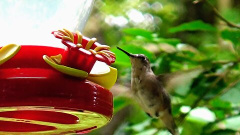 Hummingbird