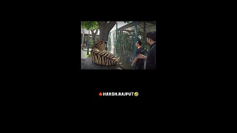 tiger comedy 😇