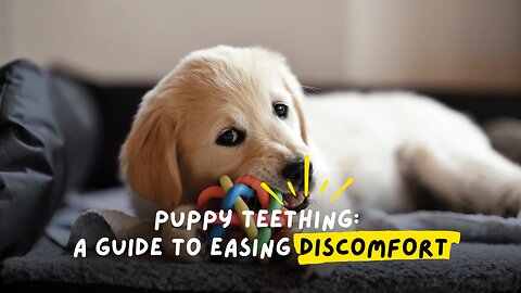 Ultimate Puppy Teething Survival Guide