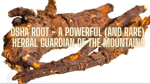 The Health Benefits of Osha root