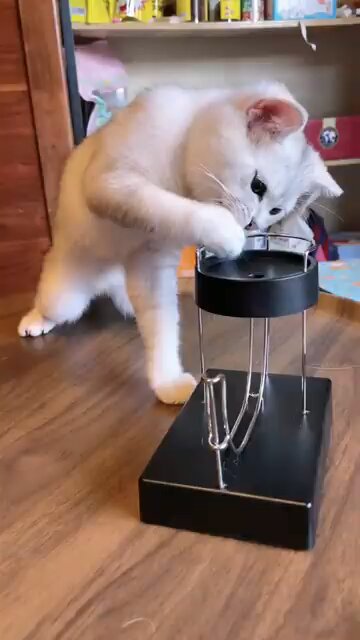 Cats having a fun time