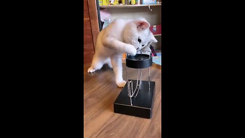 Cats having a fun time