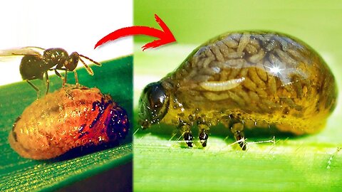 10 ZOMBIE ANIMALS Controlled By PARASITES 🦟😱