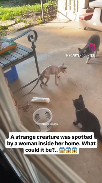 A strange creature has been spotted