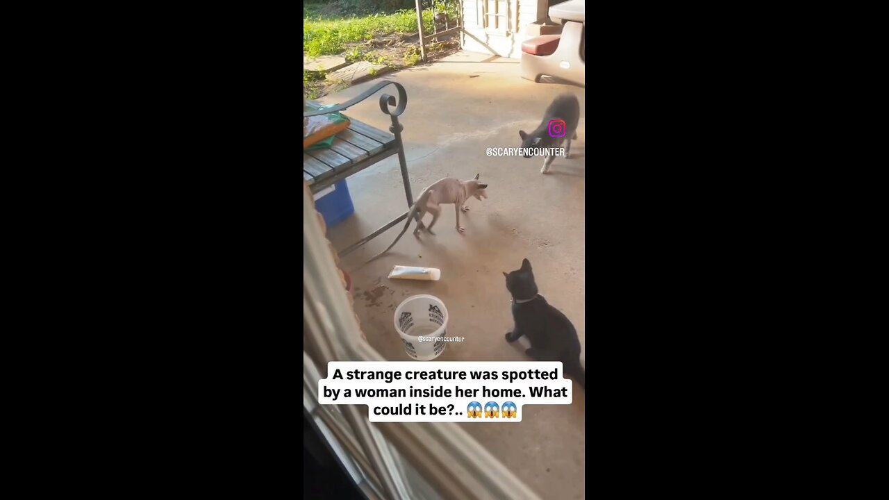 A strange creature has been spotted