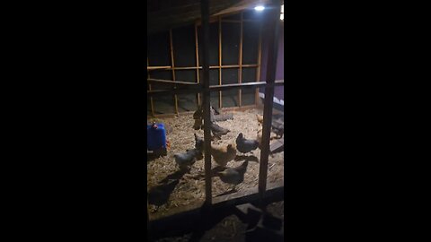 cheap Amazon coop lights