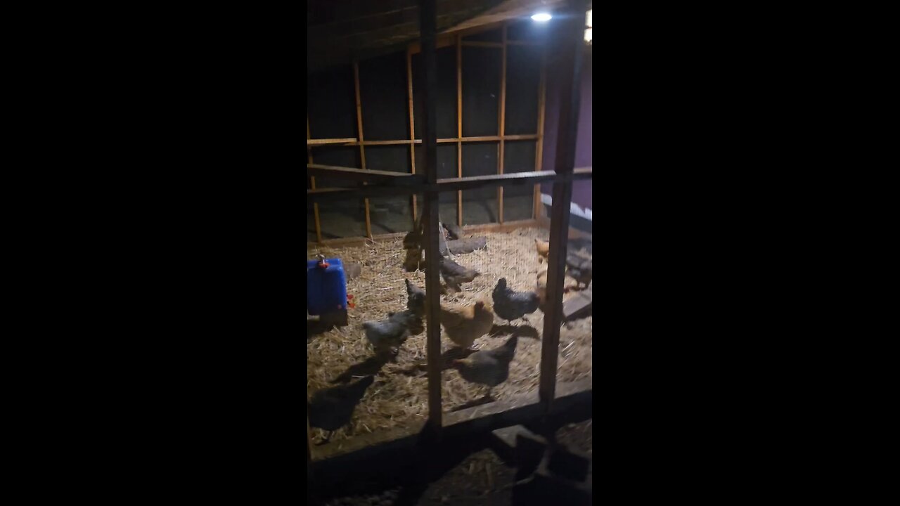 cheap Amazon coop lights