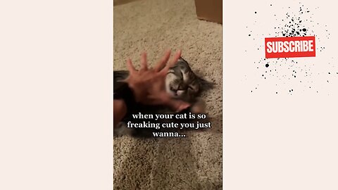 When Your Cat Is Too Cute, You Just Wanna...