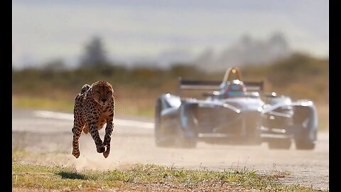 Drag Race: Formula E Car vs Cheetah.