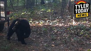 Black bear hunted down over mauling of a 60yo camper