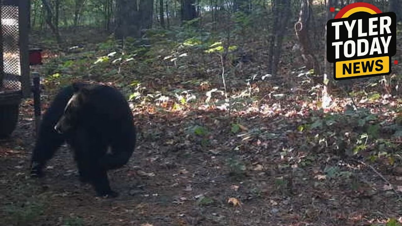 Black bear hunted down over mauling of a 60yo camper