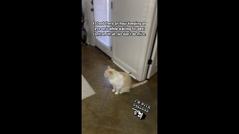 Mouse In The House 😳🐭🐈😆