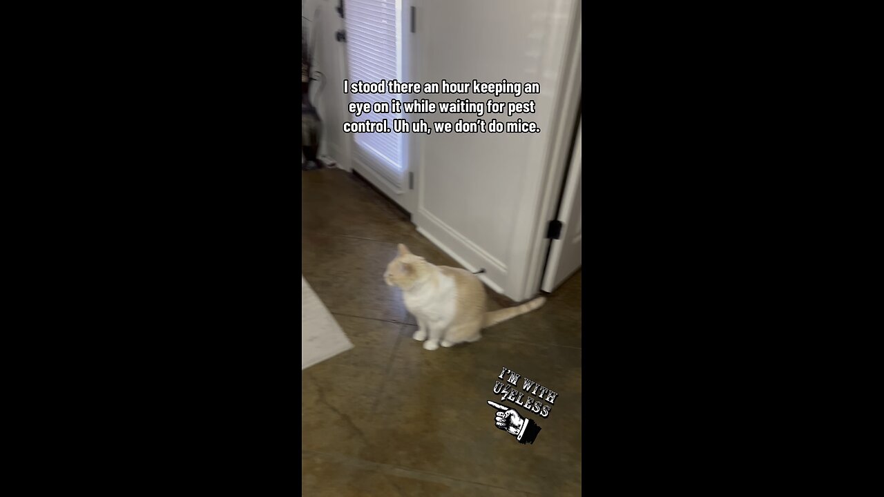 Mouse In The House 😳🐭🐈😆