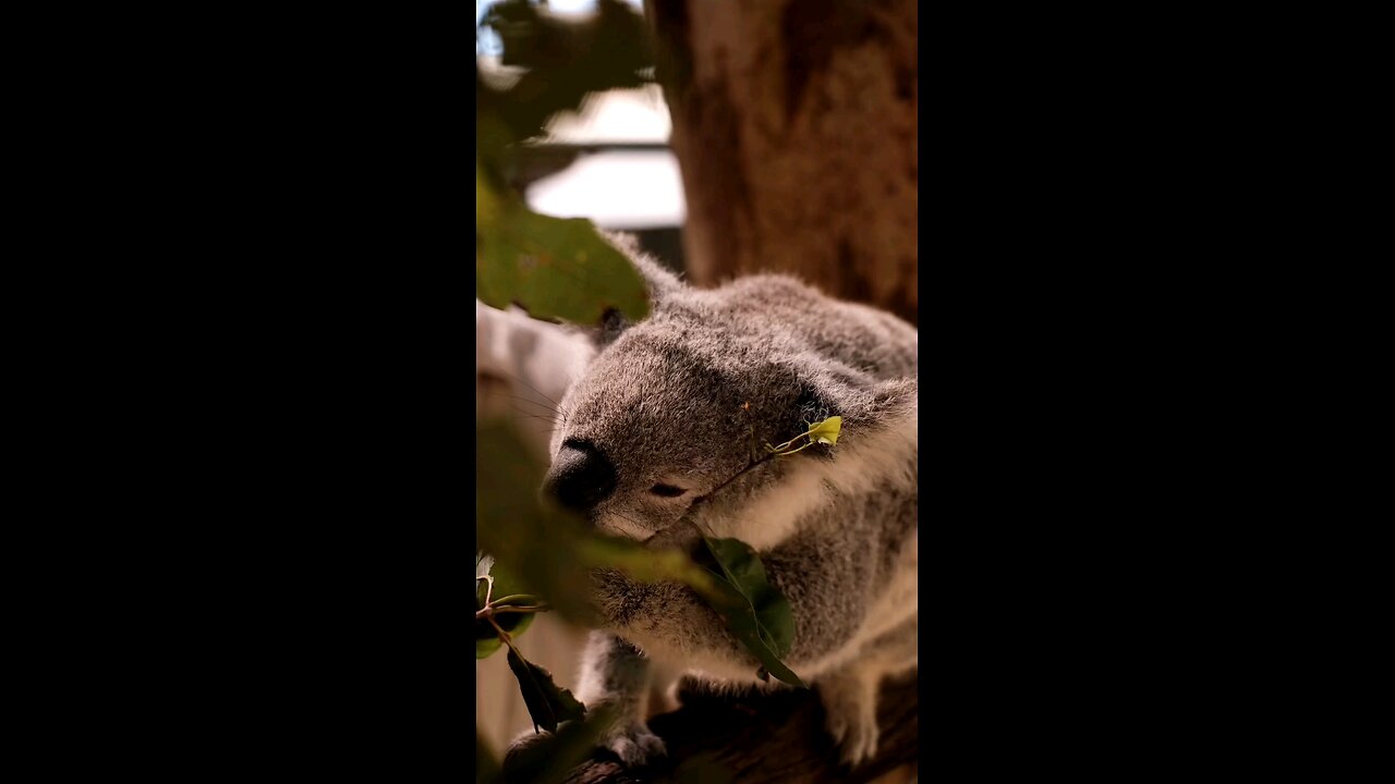 The Adorable Marsupial❤️😍😍❤️