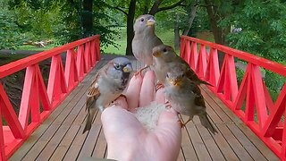 The Red Bridge House Sparrow Family Hand Feeding