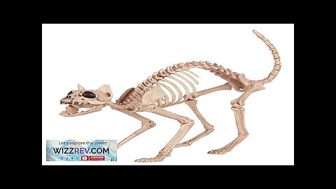 Skeleton Cat Creepy Decor Review