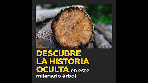 Un árbol que abarca la historia de la Tierra y la humanidad