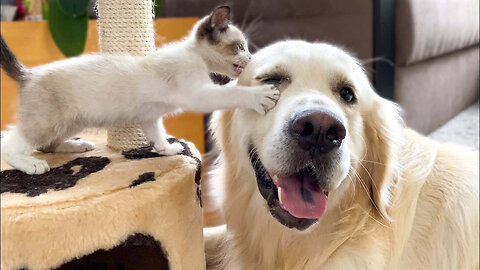 HILARIOUS Animals That Will Make You LAUGH OUT LOUD!😂