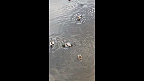 Mallard Ducks 🦆 #mallardducks #ducks #duck #swimming #shorts #trending #viral #followme