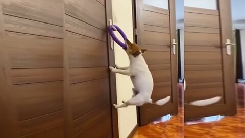 Мой любимый джек-рассел — это настоящий вечный двигатель! Ни секунды покоя