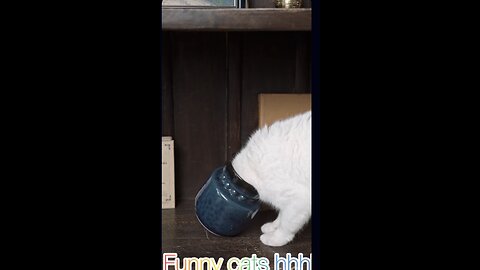 4 Funny Cats in One Video 😂🐱 | You Won’t Stop Laughing!