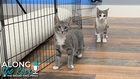 Purr-anormal Cat-tivity: Meet Poe & Freddy 👻🐾