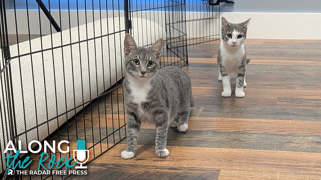Purr-anormal Cat-tivity: Meet Poe & Freddy 👻🐾