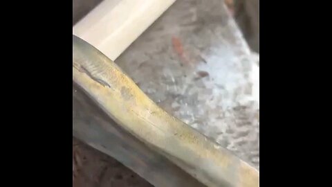 How to Make A Damascus Hammer #2