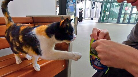 Stray Cats Deserve Treats Too! - Feeding Stray Cats