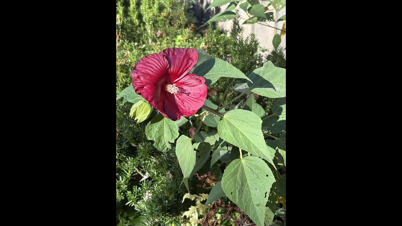 Go is good all the time 1481: The start of a new Season