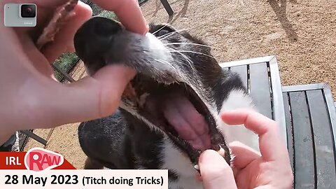 28 May 2023 - Titch the Borgi doing Tricks