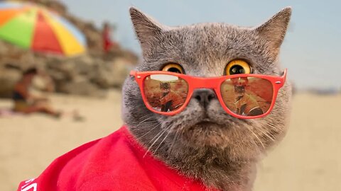 The World's First Feline Lifeguard: A Pawsitive Hero by the Sea"