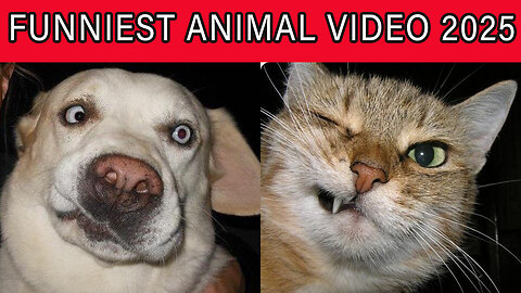 Funniest Animal Video 2025 Cat and Dogs #funny #cat #dog