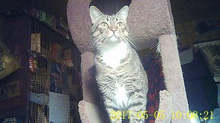 EA 77 - (Somewhat) Cool Biscuit