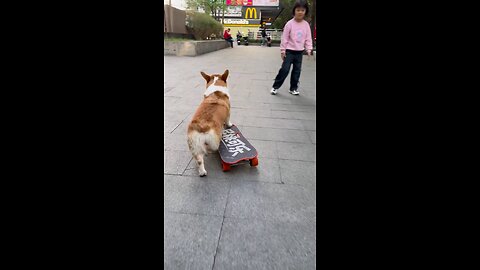 This Corgi does what every human can't do 🐕 skateboard 🛹 Challenge