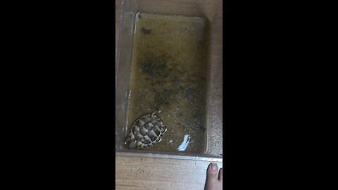 tortoise soaking time