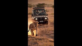 Mother Lion's Struggle for Water