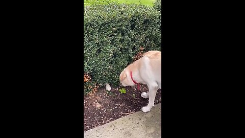 Hide and seek with junior