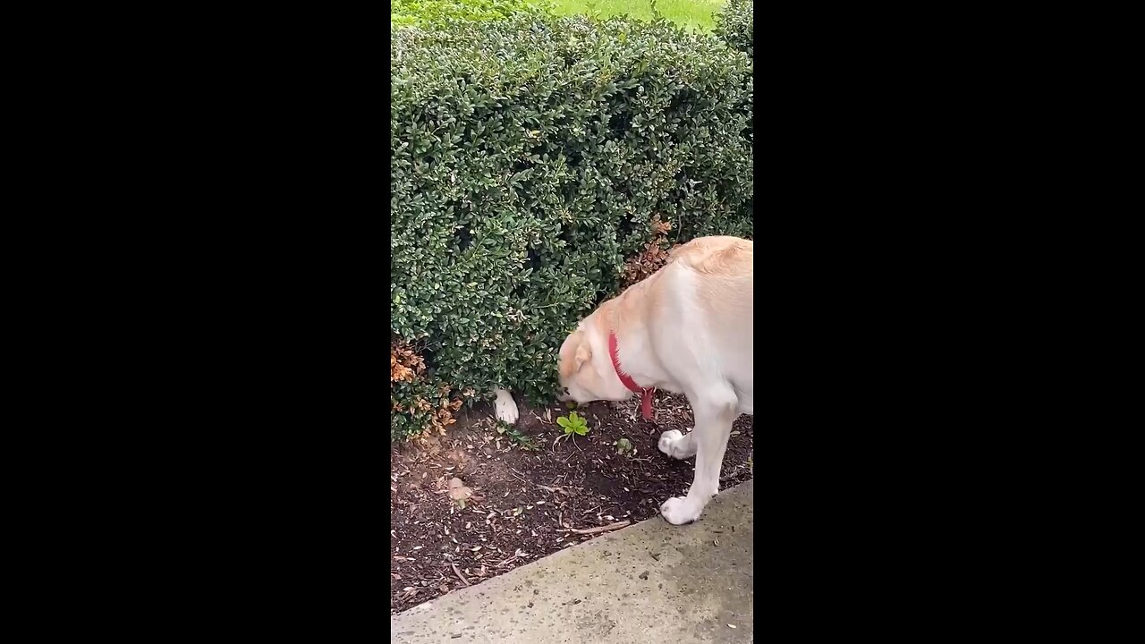 Hide and seek with junior