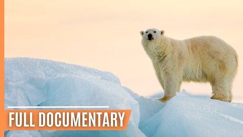 Chasing Polar Bears - Capturing the Arctic's Untamed Beauty _ Full Documentary