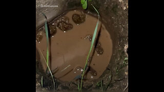 Chica rusa rescata ranas que quedaron atrapadas