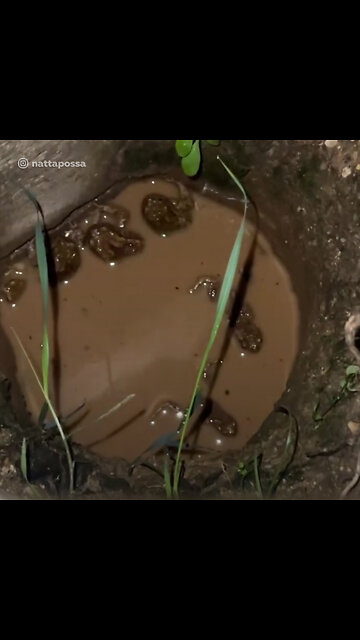 Chica rusa rescata ranas que quedaron atrapadas