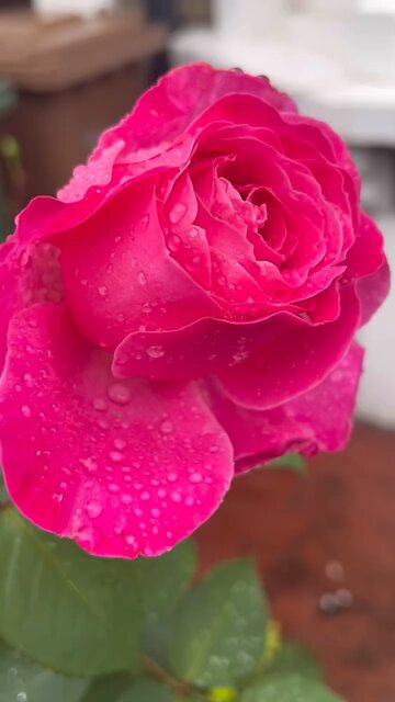 Flowers still around 🥰