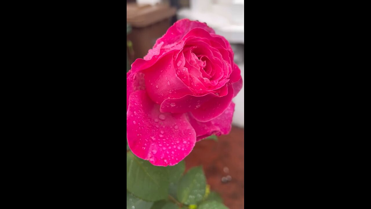 Flowers still around 🥰